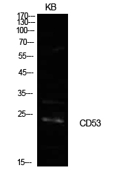 Western Blot (WB) analysis of KB cells using CD53 Polyclonal antibody
