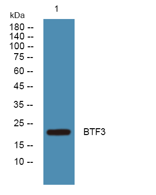 a06251 btf3 primary antibodies wb testing 1