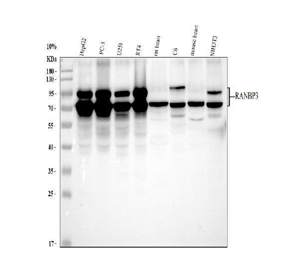  Western blot analysis of RANBP3 using anti-RANBP3 antibody (A06252-1)