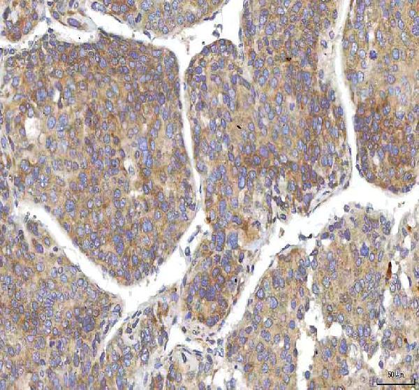  IHC analysis of OCM using anti-OCM antibody (A06253-1)
