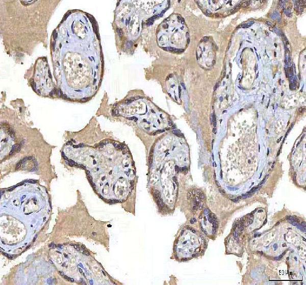 a06253 1 ocm primary antibodies ihc testing 4