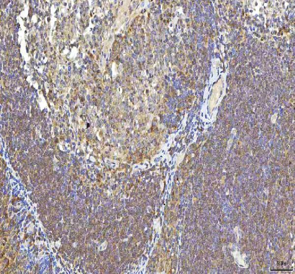 a06253 1 ocm primary antibodies ihc testing 6