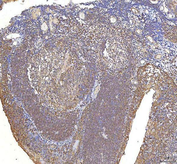 a06253 1 ocm primary antibodies ihc testing 7