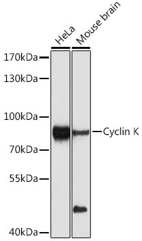 Western blot analysis of extracts of various cell lines, using Cyclin K Antibody  at 1:1000 dilution