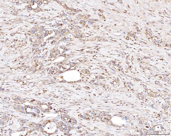 a06255 1 plp2 primary antibodies ihc testing 4