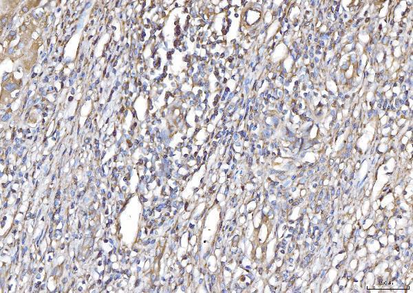 a06255 1 plp2 primary antibodies ihc testing 5