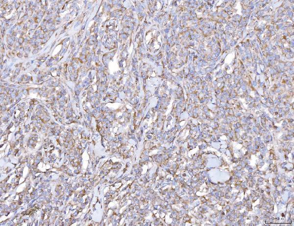 a06255 1 plp2 primary antibodies ihc testing 6