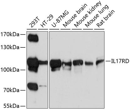 Western blot analysis of extracts of various cell lines, using IL17RD antibody  at 1:1000 dilution