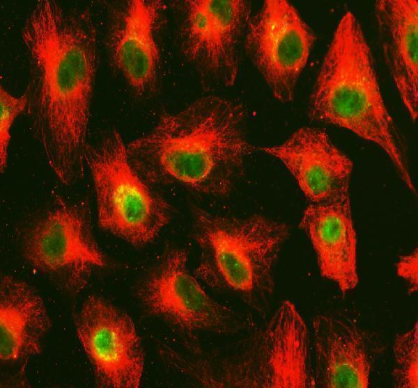 a06260 oma1 primary antibodies if testing 1