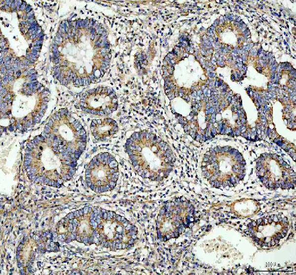 IHC analysis of OMA1 using anti-OMA1 antibody (A06260)