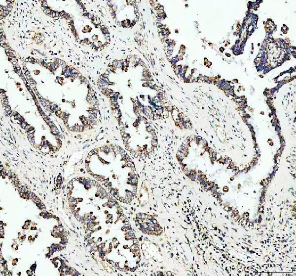 IHC analysis of OMA1 using anti-OMA1 antibody (A06260)
