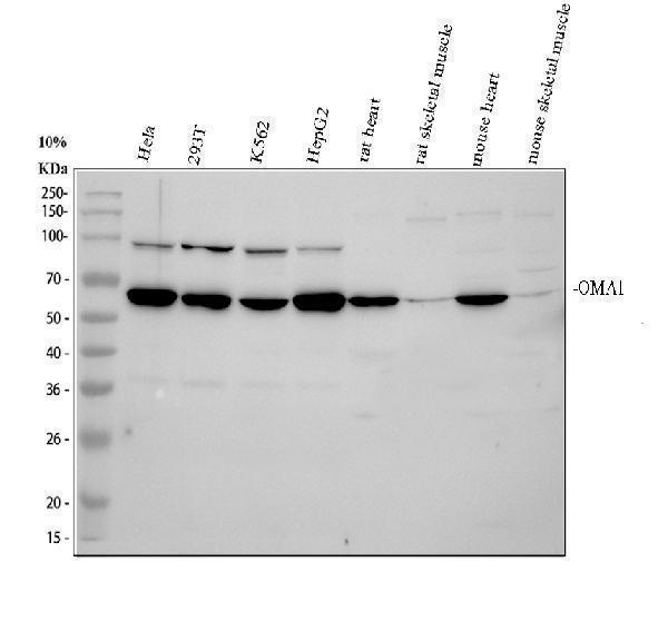 Western blot analysis of OMA1 using anti-OMA1 antibody (A06260)