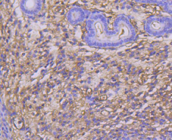 Immunohistochemical analysis of paraffin-embedded mouse uterus tissue using anti-TWEAKR antibody