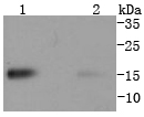 Western blot analysis of TWEAKR on different lysates using anti-TWEAKR antibody at 1/1,000 dilution