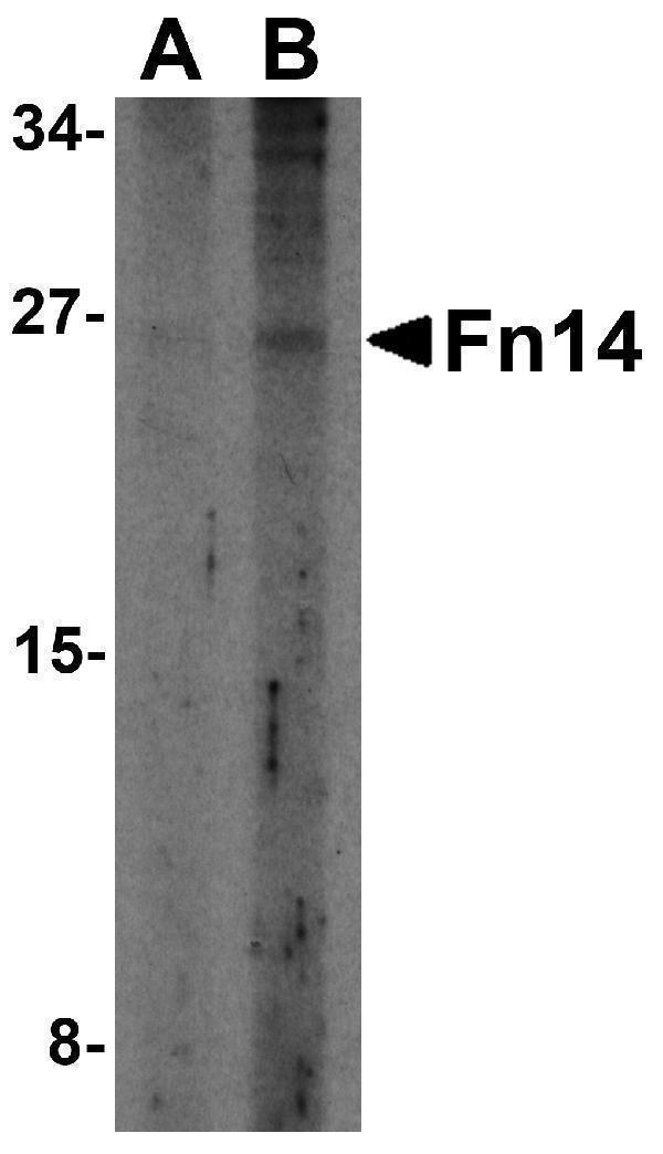 Western blot analysis of Fn14 in HepG2 cells with Fn14 antibody at (A) 2 and (B) 4 μg/mL