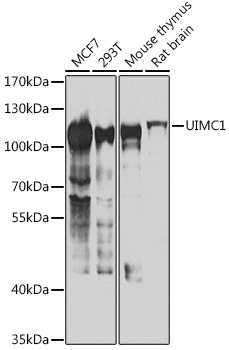 Western blot analysis of extracts of various cell lines, using UIMC1 antibody  at 1:1000 dilution