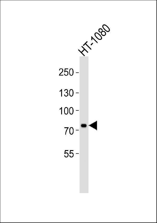 Western blot analysis of lysate from HT-1080 cell line, using UIMC1 Antibody (C-term)