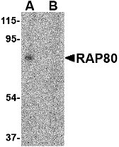 Western blot analysis of RAP80 in 293 cell lysate in (A) the absence and (B) presence of blocking peptide with RAP80 antibody at 2 μg/mL