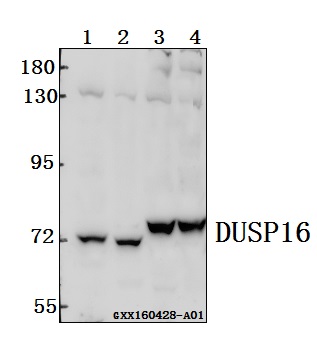 a06264 dusp16 primary antiboties wb testing 1
