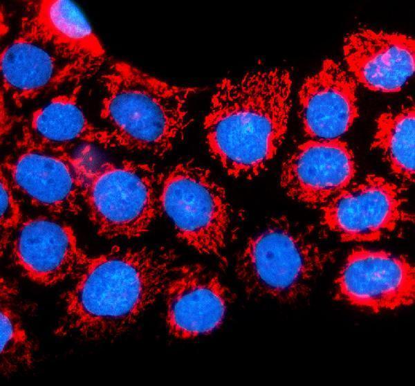a06266 1 chchd2 primary antibodies if testing 1