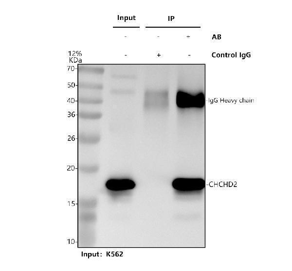 a06266 1 chchd2 primary antibodies ip testing 1