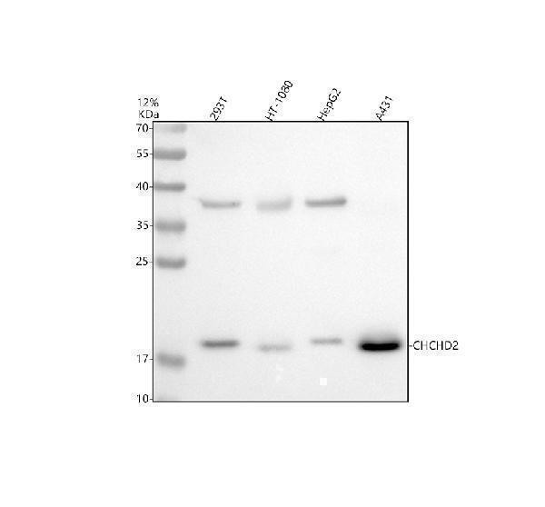 a06266 1 chchd2 primary antibodies wb testing 1