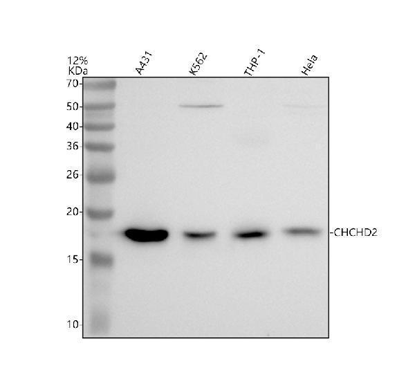 a06266 1 chchd2 primary antibodies wb testing 1_1