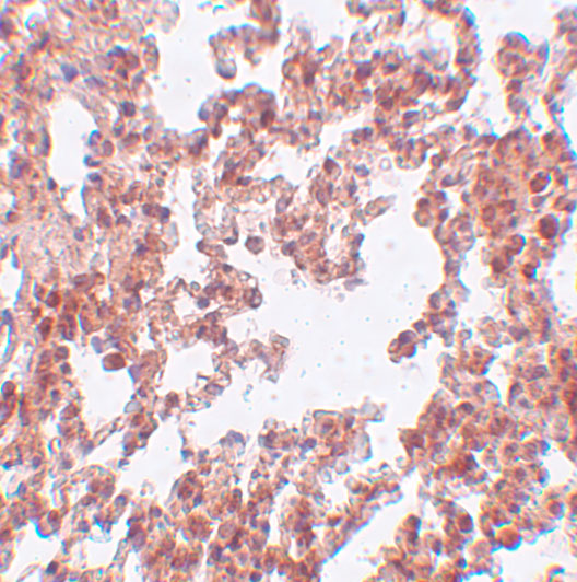 a06268 srpx2 primary antibodies ihc testing 2