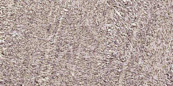 a06270 1 ick primary antibodies ihc testing 1