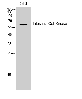 a06270 1 ick primary antibodies wb testing 2