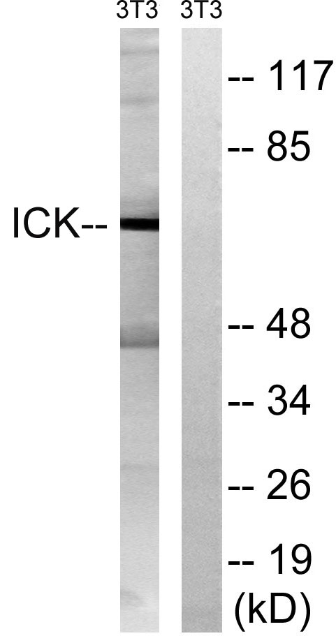a06270 1 ick primary antibodies wb testing 3