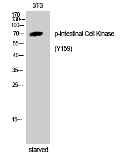 a06270y159 ick primary antibodies wb testing 2