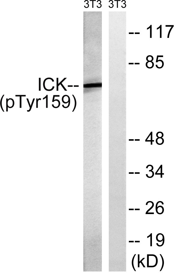 a06270y159 ick primary antibodies wb testing 3