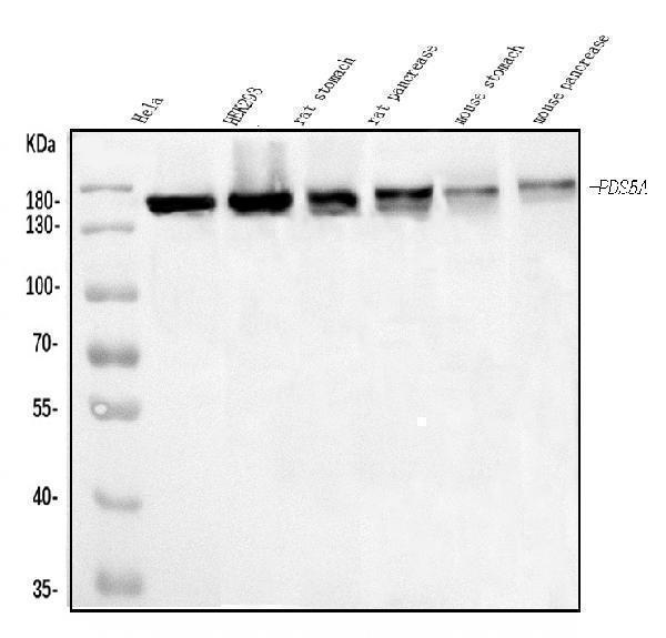 a06272 1 pds5a primary antibodies wb testing 1