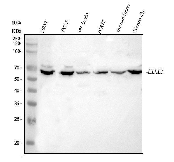  Western blot analysis of EDIL3 using anti-EDIL3 antibody (A06273-1)