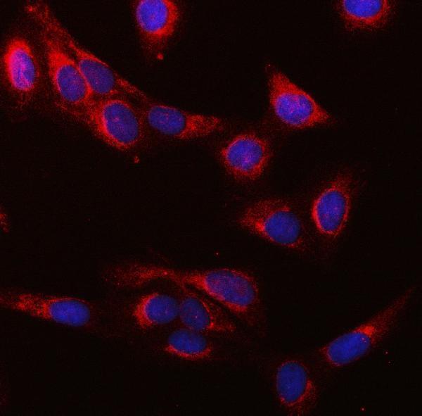 a06274 1 suclg1 primary antibodies if testing 6