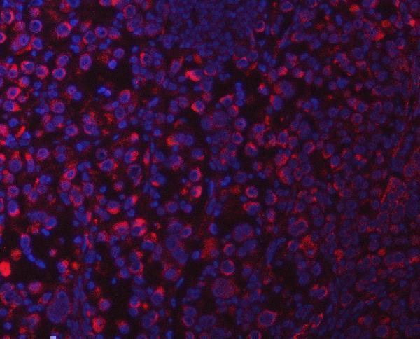 a06274 1 suclg1 primary antibodies if testing 7