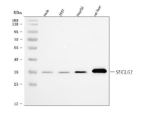 a06274 1 suclg1 primary antibodies wb testing 1