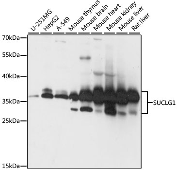 a06274 suclg1 primary antiboties wb testing 1