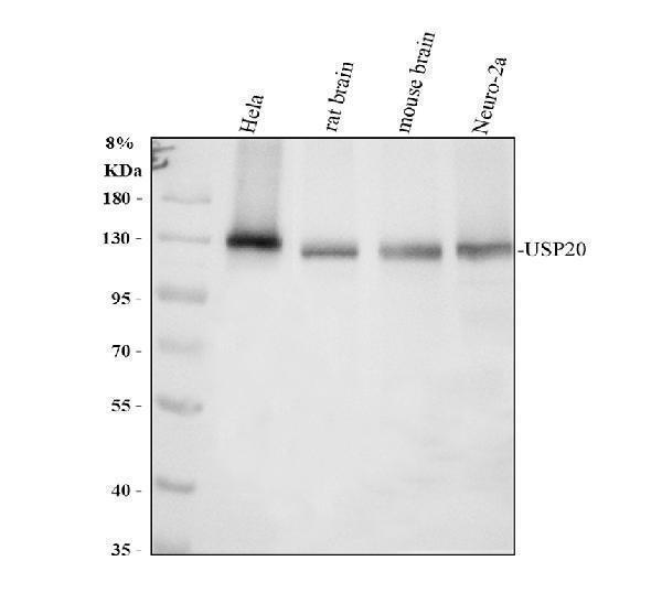 a06275 3 usp20 primary antibodies wb testing 1_1