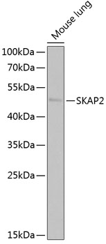 a06280 skap2 primary antiboties wb testing 4