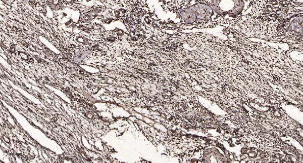 a06283 1 txk primary antibodies ihc testing 1