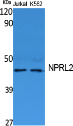 a06286 nprl2 primary antibodies wb testing 1