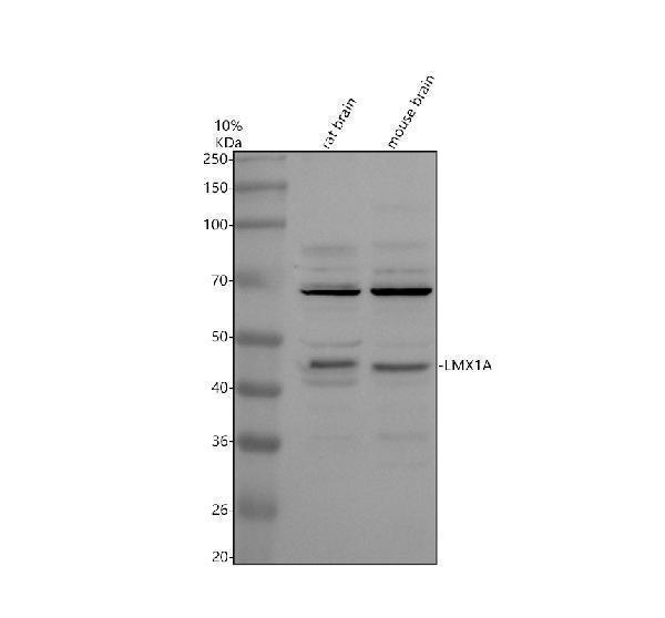 Western blot analysis of LMX1A using anti-LMX1A antibody (A06287-1)