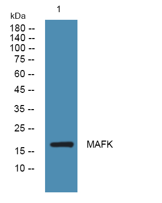 Western blot analysis of lysates from K562 cells, primary antibody was diluted at 1:1000, 4°over night