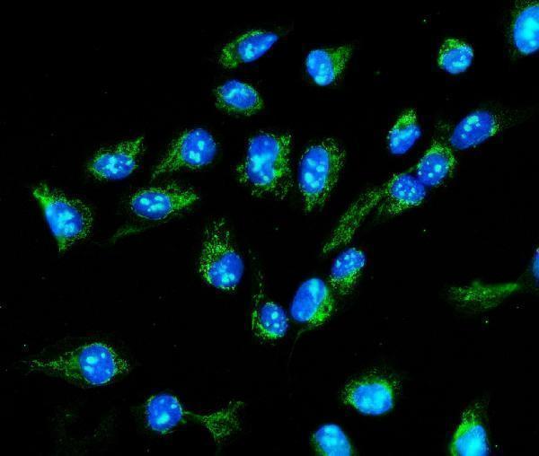  IF analysis of MTHFD1L using anti-MTHFD1L antibody (A06289-1)