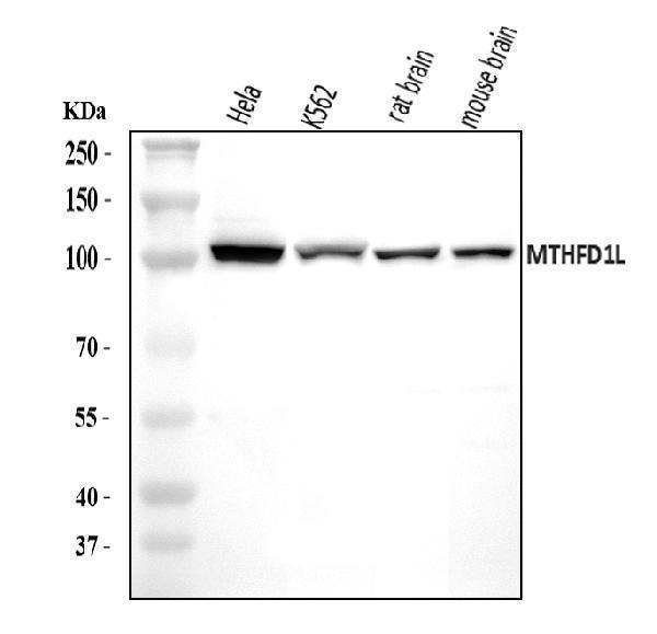  Western blot analysis of MTHFD1L using anti-MTHFD1L antibody (A06289-1)