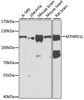 a06289 mthfd1l primary antiboties wb testing 1
