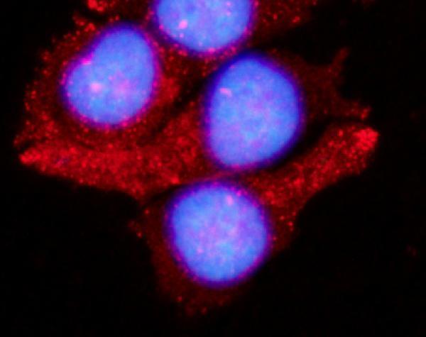  IF analysis of LAMTOR1 using anti-LAMTOR1 antibody (A06290-1)