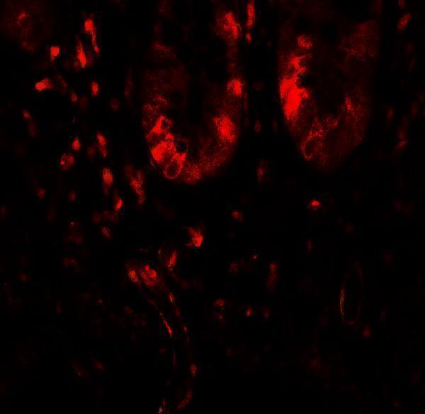 a06290 lamtor1 primary antibodies if testing 3